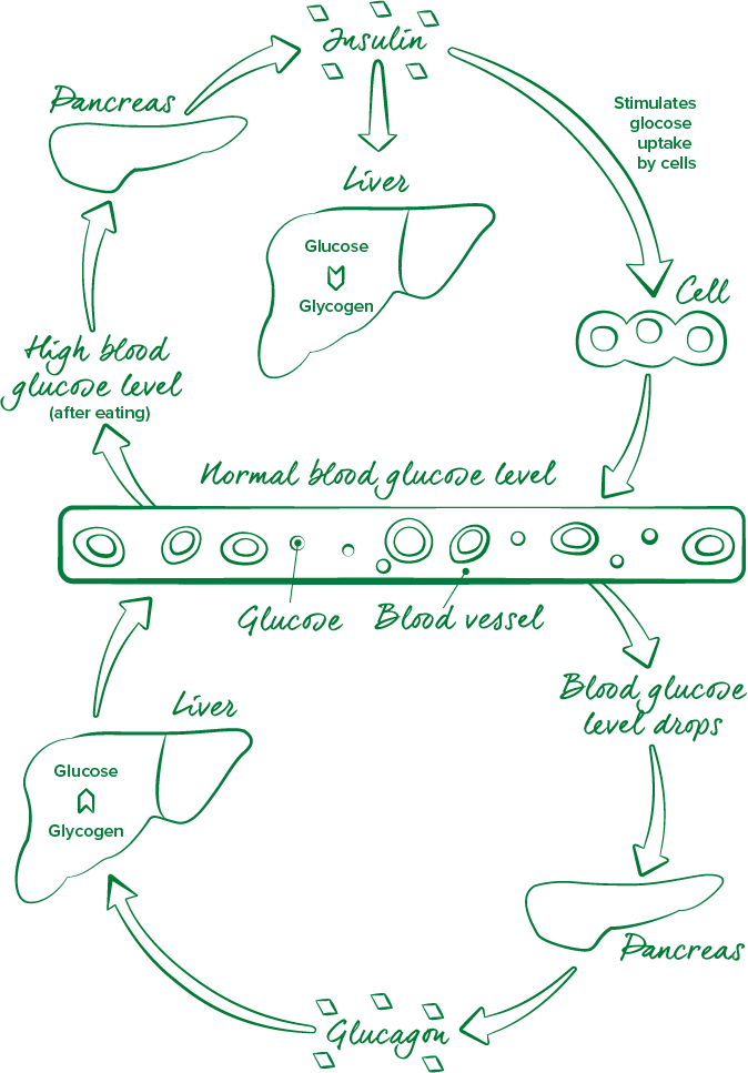 Insulin and Glucagon